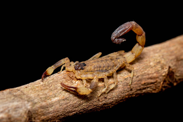 Arizona bark scorpion, common in Surprise, AZ