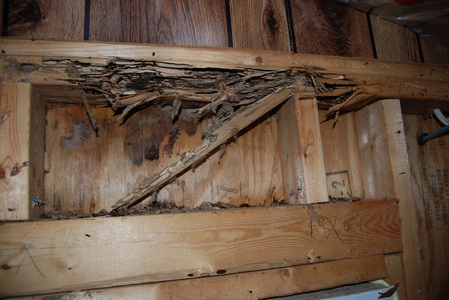 Termite control treatment in Surprise, AZ